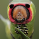 Illustration for article titled The Strange Cuteness of Insect Portraits